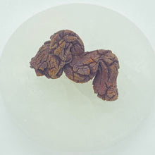 Load image into Gallery viewer, Fossil Dinosaur Poop Raw Crystal Rock