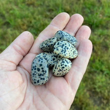 Load image into Gallery viewer, Dalmatian Jasper Tumbled / Tumble Stone / Tumbles