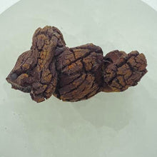 Load image into Gallery viewer, Fossil Dinosaur Poop Raw Crystal Rock