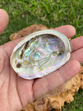 Load image into Gallery viewer, Californian White Sage and small Abalone Shell Smudge Kit