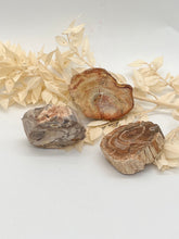 Load image into Gallery viewer, Petrified Wood Fossilised Wood Crystal Slab Raw Stone