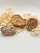 Load image into Gallery viewer, Petrified Wood Fossilised Wood Crystal Slab Raw Stone