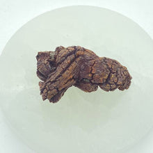 Load image into Gallery viewer, Fossil Dinosaur Poop Raw Crystal Rock