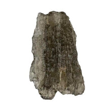 Load image into Gallery viewer, Moldavite Genuine A Grade 0.66g Raw Crystal Specimen with Certificate of Authenticity